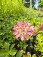 JARZMIANKA WIĘKSZA "RED JOYCE" bylina sadzonka