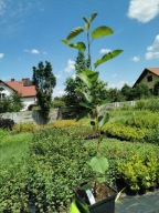 Świdośliwa olcholistna SLEYT słodkie owoce