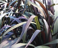 TRAWA Duże trawy ROZPLENICA SŁONIOWA Vertigo