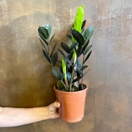 Zamioculcas zamiifolia Raven Zamiokulkas SADZONKA 55 cm