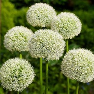 Czosnek ozdobny White Giant Ładna Duża Zdrowa