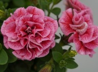 Petunia SweetSunshine Compact Pink Red Veins