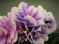 Fiołek afrykański# Dn-Charivnyy Lotos # sadzonka