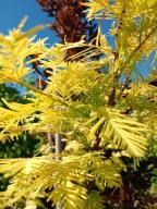 Metasekwoja chińska Goldrush żółta pienna 15 letnia inna