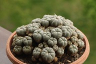 Kaktusy. Lophophora williamsii caespitosa