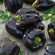 Papryka słodka o pięknym kolorze - Czekoladowa - nasiona