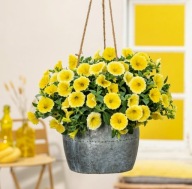 Petunia grandiflora ŻÓŁTA Bee's Knees ZWISAJĄCA