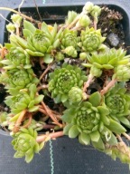 Rojnik 214 APOLLO'S FROG jednolite zielona barwa przez cały rok