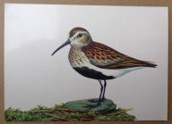 POCZTÓWKA - BIEGUS ZMIENNY - JERZY DESSELBERGER - grafika autorska, 60-te