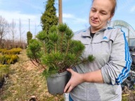 Kosodrzewina pumilio 25-35cm