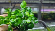 ANUBIAS NANA 'GOLDEN COIN' – UNIKAT O ZŁOCISTYCH LIŚCIACH - od fibell