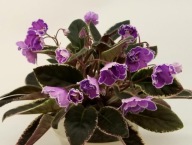 Fiołek afrykański @cięty liść @ VaT-Aromat Glitsinii @ Standard trailer