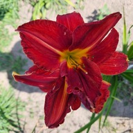 Liliowiec Zames Mars