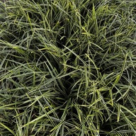 Turzyca Morrowa 'Ice Dance' (Carex morrowii) P13