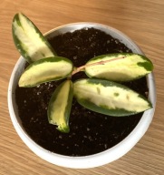 Hoya verticillata 'Inner Variegata' ze zdjęcia, doniczka 12 cm