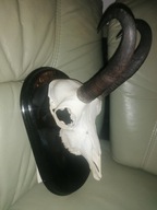 Kozica alpejska, rogi.