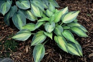 Funkia "JUNE" Hosta sadzonka