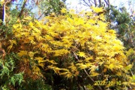 Klon disectum garnet japoński żółty jesienią okaz 14 letni karłowy inny