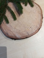 Plaster świerk krążek 5 sztuk żywy nieszlifowany duży 30-35cm grubość 3cm