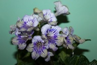 Skrętnik - Picnic - sadzonka