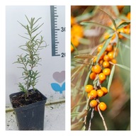 Rokitnik "Nivelena" żeński Słodkie owoce Odporna doniczka P9