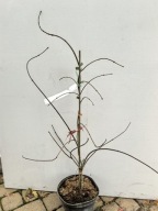 KLON PALMOWY "COPPER CASCADE" Acer palmatum sadzonka