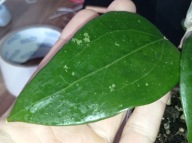 Hoya Hoja sp. KHAO YAI cięta