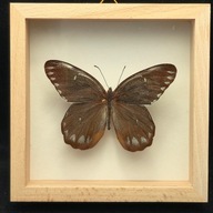 Motyl w gablotce Delias Benasu Benasu