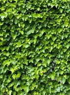 Bluszcz pospolity (Hedera helix) C2 50cm