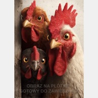 Kury, obraz na płótnie 55x80 , mem, kogut, ptak, zaskoczenie, humor, zerkać