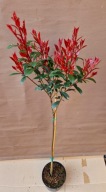 Głogownik FRASERA CARRE ROUGE NA PNIU 2-3l 100-110 cm PIEKNA KORONA