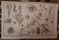 Solanka kolczysta (Salsola kali) - miedzioryt (1736)