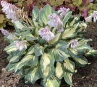 Funkia "HANS" Hosta sadzonka