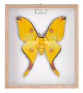 Motyl w gablotce Argema mitrei - samica 3