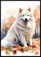 A2 59,4x42 PLAKAT OBRAZ PIES SAMOJED SAMOYED JESIEŃ AKWARELA LIŚCIE