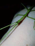 PATYCZAKI RAMULUS ARTEMIS MŁODE - 2SZT +POKARM