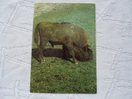 KRAKÓW ZOO ŻUBR PIECZĄTKA Z ZOO WARSZAWA