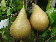 Grusza KONFERENCJA – słodka i bardzo plenna