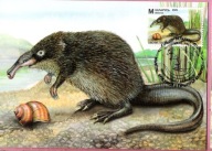 Białoruś 2025 MC FDC zwierzęta leśne, las, kret desman