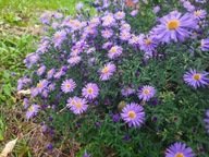 Marcinek aster krzaczasty późno kwitnie sadzonka w doniczce kwiaty marcinki