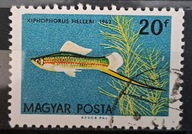 Ryby (kas) - luzak - do uzupełnień 13/5