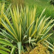Juka 'Colour Guard' Yucca filamentosa
