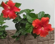 Hibiskus hibiscus domowy Baron