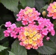 Lantana Camara Evita Rose pachnie PACHNĄCA CYTRYNKĄ