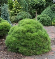 SZLACHETNA KULA Sosna czarna 'Marie Bregeon'