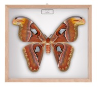 Motyl w gablotce Attacus atlas - samica