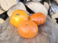 Pomidor Elfi nasiona kolekcjonerskie
