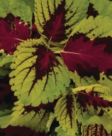 Koleus Coleus Kong Rose DUŻY