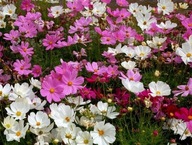 Kosmos, Onętek, Motyli Raj