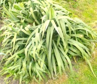 Juka karolińska (Yucca filamentosa) Doniczka 9x10 cm Z OGRODU CZAROWNICY